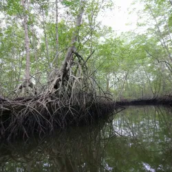El Charco Mangrove Reserve - Esmeraldas