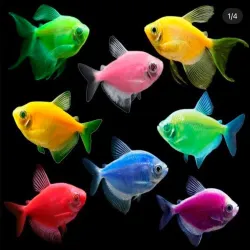 Manta Aquarium - Manta