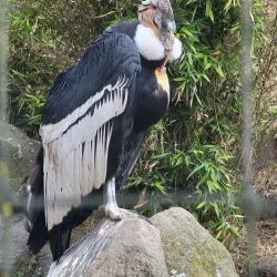 Parque Condor - Otavalo