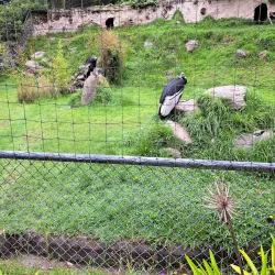 Parque Condor - Otavalo