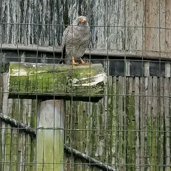 Parque Condor - Otavalo