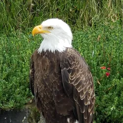 Parque Condor - Otavalo
