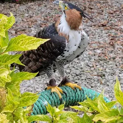 Parque Condor - Otavalo
