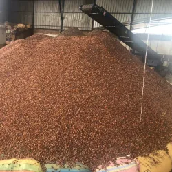 Cacao Plantations - Pasaje