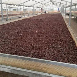 Cacao Plantations - Pasaje