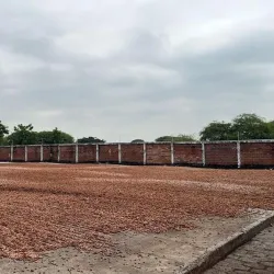 Cacao Plantations - Pasaje