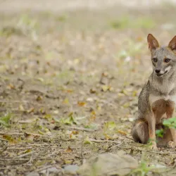 Reserva Ecológica Arenillas - Portoviejo