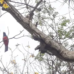 Reserva Ecológica Arenillas - Portoviejo