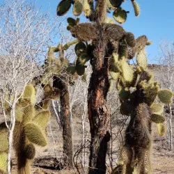 Cerro Dragón (Dragon Hill) - Puerto Ayora