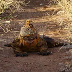 Cerro Dragón (Dragon Hill) - Puerto Ayora