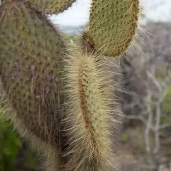 Cerro Dragón (Dragon Hill) - Puerto Ayora