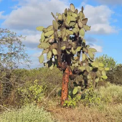 Cerro Dragón (Dragon Hill) - Puerto Ayora