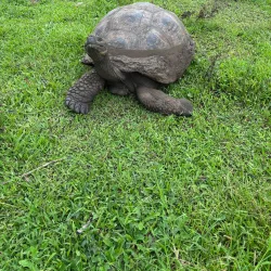 El Chato Tortoise Reserve - Puerto Ayora