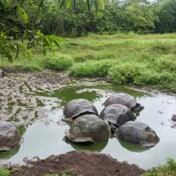 El Chato Tortoise Reserve - Puerto Ayora