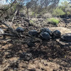 Fausto Llerena Breeding Center - Puerto Ayora