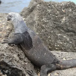 Fausto Llerena Breeding Center - Puerto Ayora
