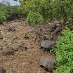 Fausto Llerena Breeding Center - Puerto Ayora