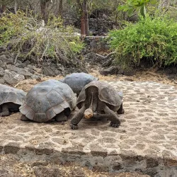 Fausto Llerena Breeding Center - Puerto Ayora