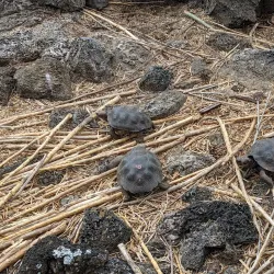 Fausto Llerena Breeding Center - Puerto Ayora