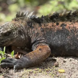 Playa de los Alemanes - Puerto Ayora