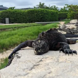 Playa de los Alemanes - Puerto Ayora