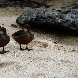 Playa de los Alemanes - Puerto Ayora