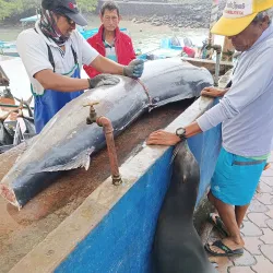Santa Cruz Fish Market - Puerto Ayora