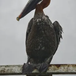 Santa Cruz Fish Market - Puerto Ayora