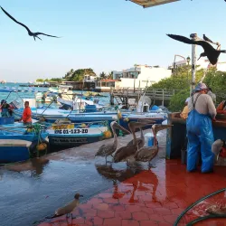 Santa Cruz Fish Market - Puerto Ayora