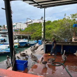 Santa Cruz Fish Market - Puerto Ayora
