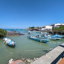 Santa Cruz Fish Market - Puerto Ayora