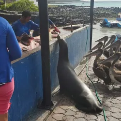 Santa Cruz Fish Market - Puerto Ayora