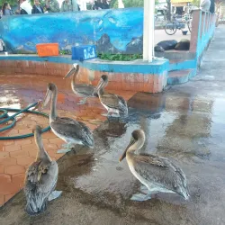 Santa Cruz Fish Market - Puerto Ayora
