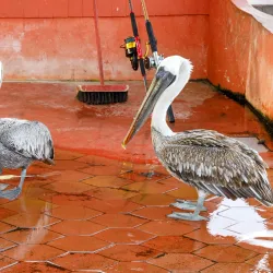 Santa Cruz Fish Market - Puerto Ayora
