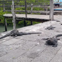 Santa Cruz Fish Market - Puerto Ayora