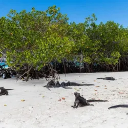 Tortuga Bay - Puerto Ayora