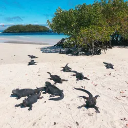 Tortuga Bay - Puerto Ayora