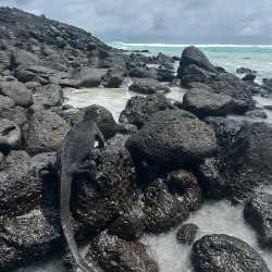 Tortuga Bay - Puerto Ayora