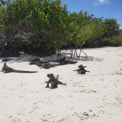 Tortuga Bay - Puerto Ayora