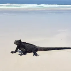 Tortuga Bay - Puerto Ayora