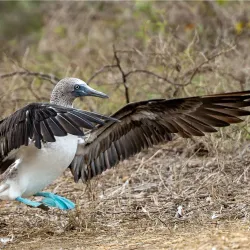 Whale Watching Tours - Puerto Cayo