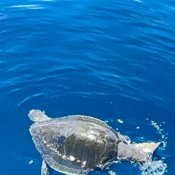 Whale Watching Tours - Puerto Cayo