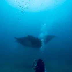 Mangrove Tours - Puerto Lopez