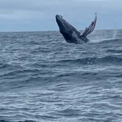 Mangrove Tours - Puerto Lopez