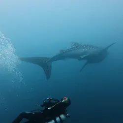Mangrove Tours - Puerto Lopez