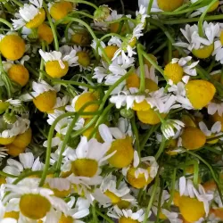 Puerto Lopez Fish Market - Puerto Lopez