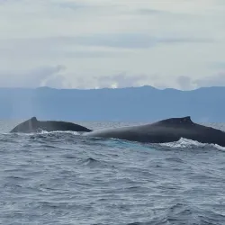 Snorkeling and Diving Sites - Puerto Lopez
