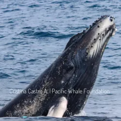 Whale Watching Tours - Puerto Lopez