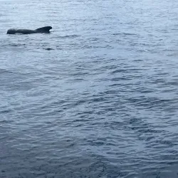 Whale Watching Tours - Puerto Lopez