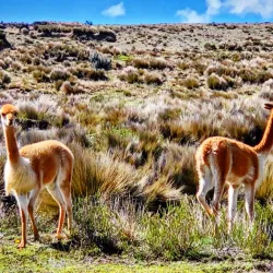 Chimborazo Volcano - Riobamba